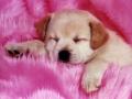 le chien